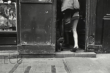 Black and white photo of a cat at Dacha des Arts caf&eacute; on Rue St. Andre-des-Arts in the Left Bank, 6th arrodisement, Paris, France